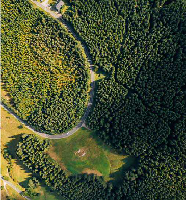 Uma floresta verde
